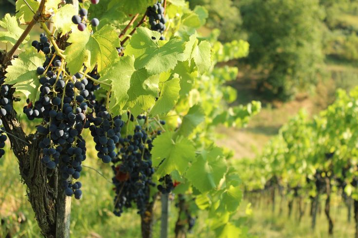 Un vigneto con grappoli d'uva nera che si illuminano alla luce del sole. Una scena di natura e coltivazioni.