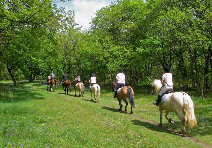 Un gruppo di persone a cavallo percorre un sentiero in mezzo a un'area verde, circondato da alberi.