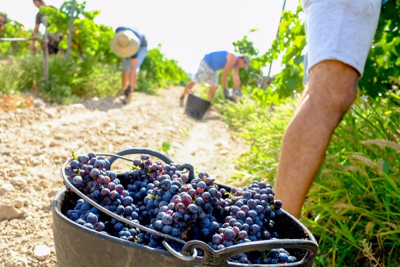 Raccolta dell'uva in un vigneto: grappoli d'uva freschi raccolti in un secchio di ferro.