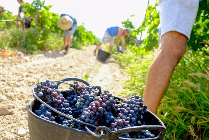 Raccolta dell'uva in un vigneto: grappoli d'uva freschi raccolti in un cesto.