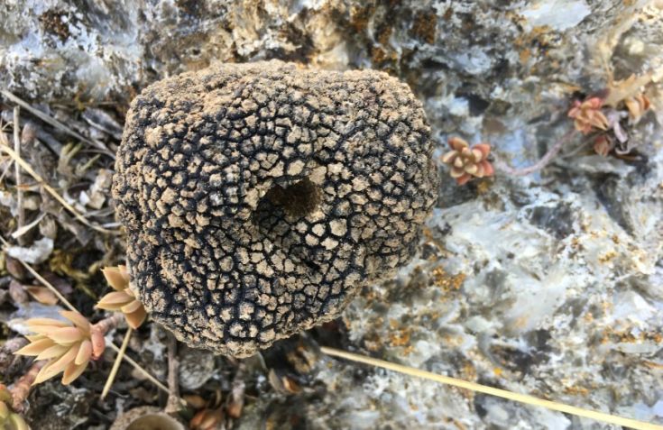 Una tartufo con una superficie irregolare e un'apertura centrale, nella vegetazione locale.