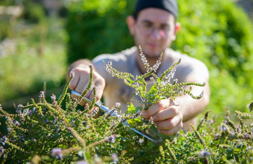 Un uomo pota piante aromatiche in un pomeriggio soleggiato. La scena descrive l'attività del giardinaggio o preparazione in cucina.