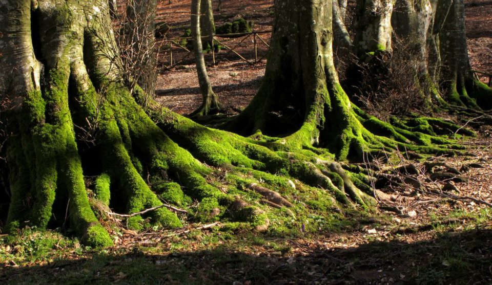 Titolo: HÖHLEN, BUCHENWÄLDER UND KARSTEBENEN DES MONTE CUCCO
