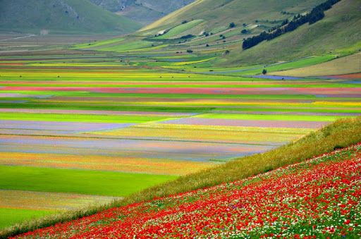 Una vallata pittoresca di fiori dai colori vivaci in Umbria, un'esperienza immersiva nella bellezza naturale.