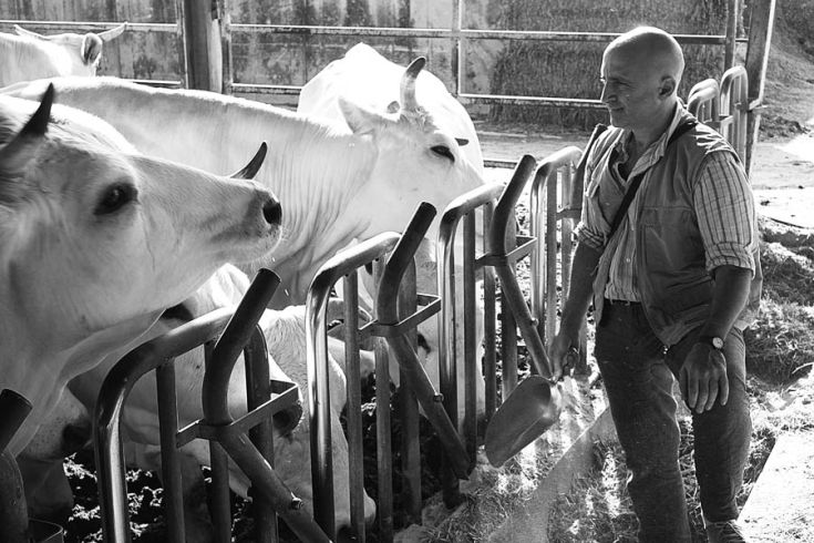 Un uomo si occupa di mucche bianche in una stalla, con attrezzi agricoli attorno.