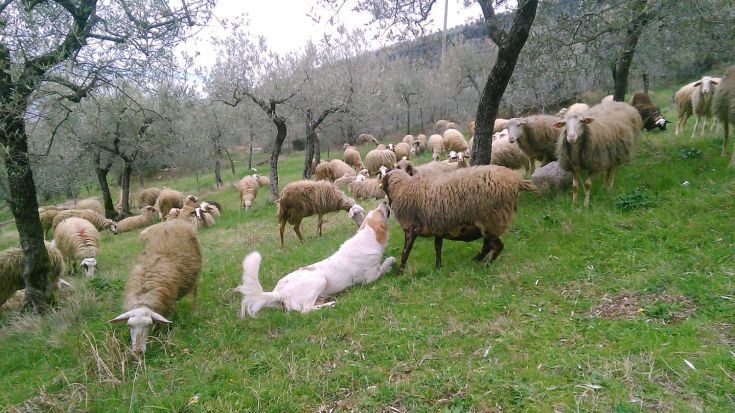 Un gruppo di pecore pascola in un prato verde tra gli ulivi, con un cane che riposa nei pressi.