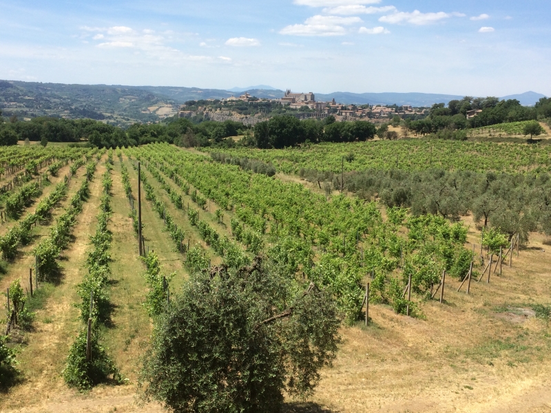 Un ampio vigneto circondato da ulivi e un tranquillo borgo in lontananza.
