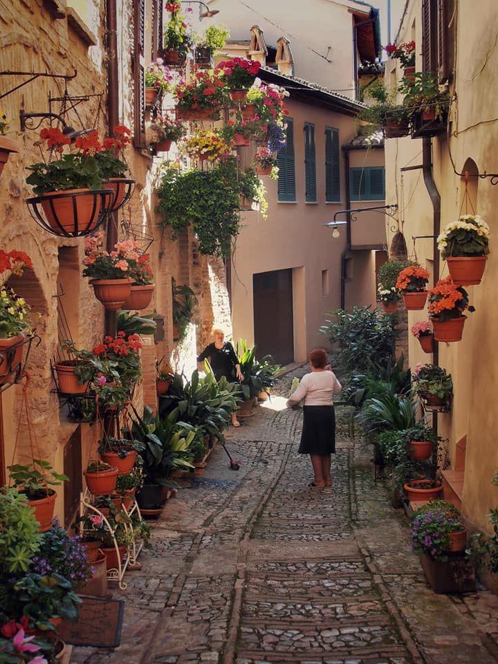 Un vicoletto caratteristico abbellito da piante e fiori, creando un'atmosfera piacevole.