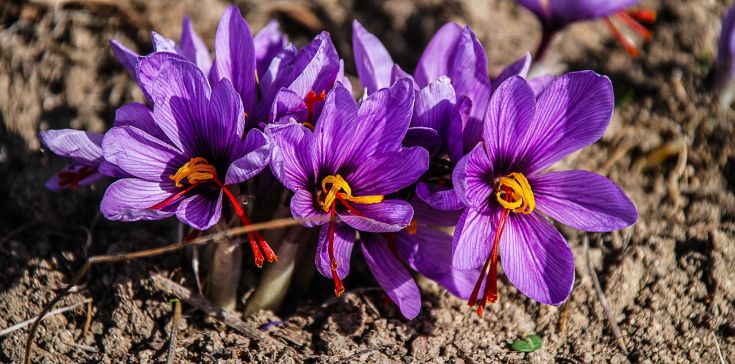 Un gruppo di fiori di zafferano viola su un terreno naturale, evidenziando la loro bellezza.