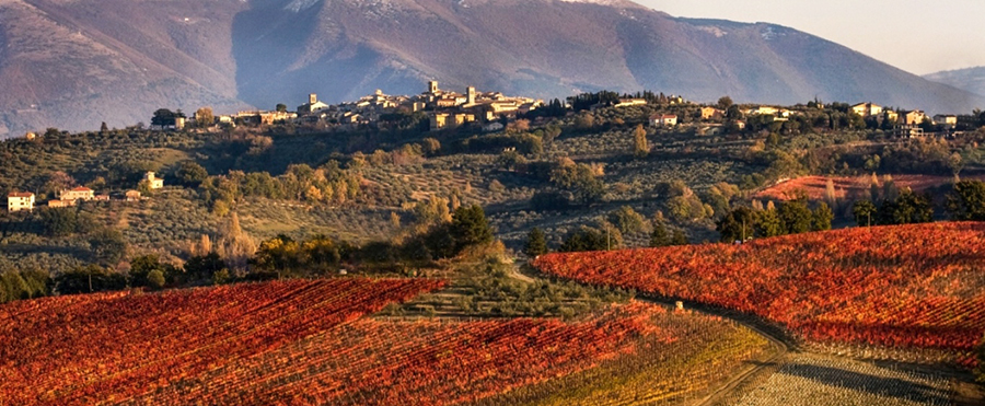 Scena di vigneti autunnali che si estendono su dolci colline, con un borgo visibile in lontananza.
