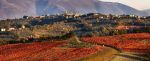 Scena di vigneti autunnali che si estendono su dolci colline, con un borgo visibile in lontananza.