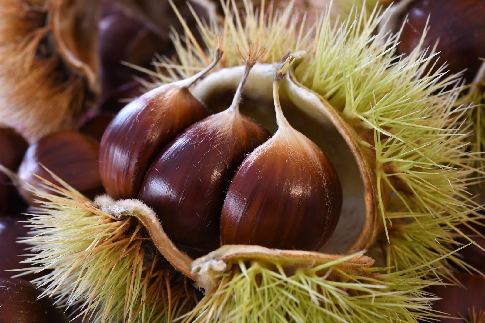 Un primo piano di castagne mature racchiuse nel loro guscio spinoso.