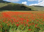 Un ampio campo di papaveri rossi e margherite, circondato da colline verdi sotto un cielo sereno.