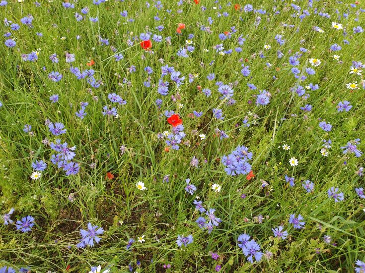 Un campo di fiori con diverse varietà di fiori blu, rossi e bianchi in un contesto naturale.