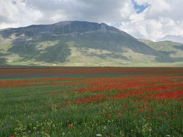 Un ampio prato fiorito con papaveri rossi e montagne sullo sfondo.