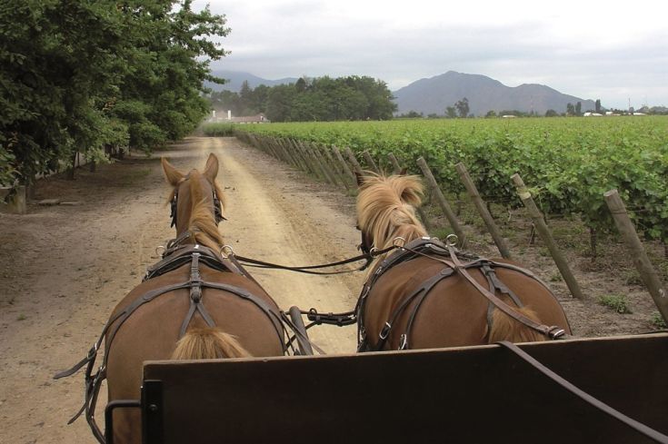 Due cavalli si trovano davanti a un vigneto, lungo una strada in pietra di campagna.
