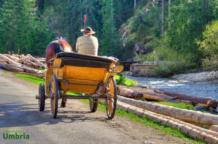 Un carretto trainato da un cavallo su una strada circondata da alberi e vegetazione.