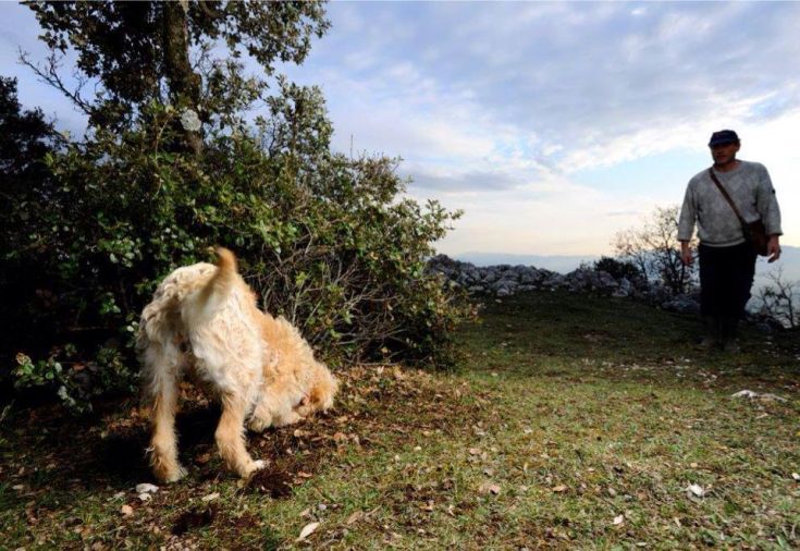 Un uomo e il suo cane passeggiano nel verde in una giornata tranquilla.