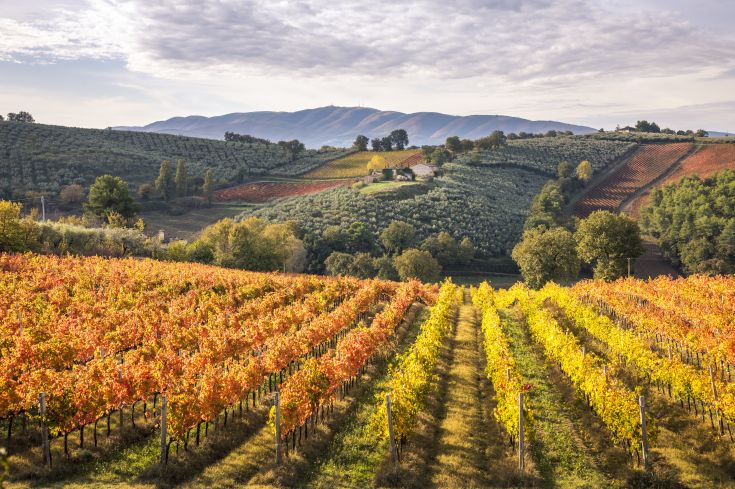 Vigneti d'autunno con foglie dai colori caldi, in un paesaggio collinare tipico dell'Umbria.