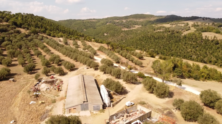 Un paesaggio che mostra uliveti verdi e ben curati, circondati da colline. Un luogo adatto per turismo rurale e sostenibile.