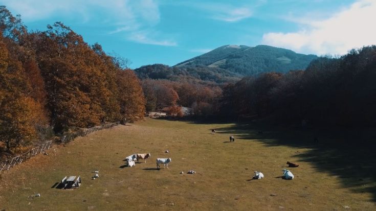 Scena tranquilla con mucche che pascolano in un ambiente naturale, circondate da alberi autunnali e colline verdi.