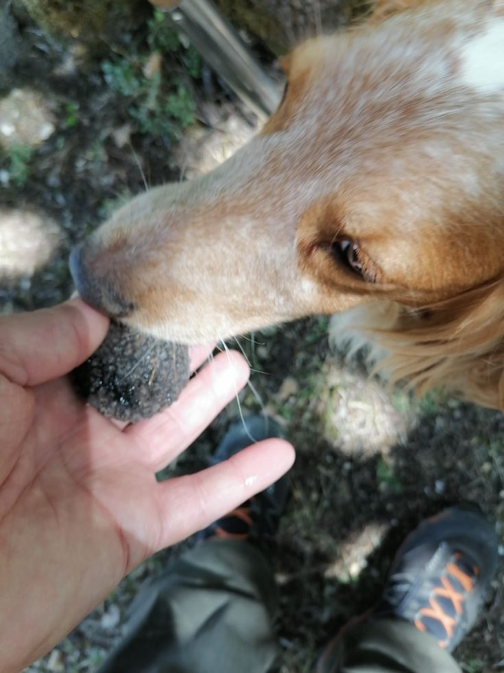 Un cane si avvicina a un tartufo, mentre esplora la natura insieme al suo proprietario.