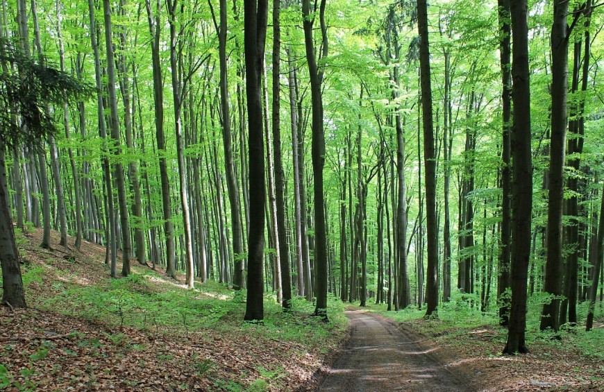 Un sentiero tranquillo circondato da alberi in un bosco.