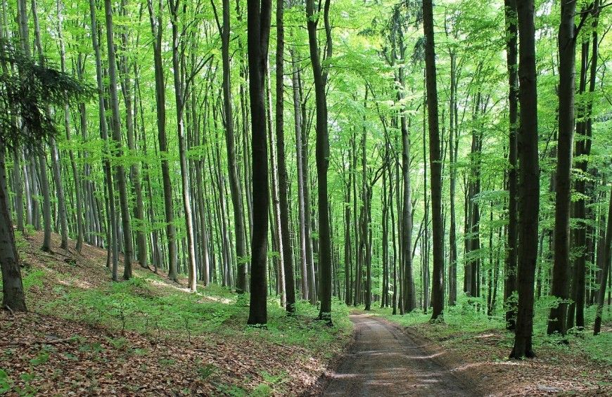 Un sentiero tranquillo circondato da alberi in un bosco.