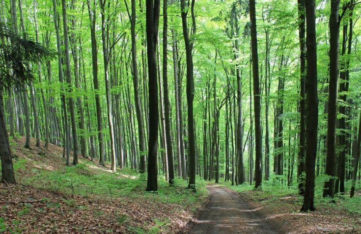 Un sentiero tranquillo circondato da alberi in un bosco.