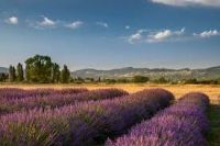 Un campo di lavanda che si estende nel paesaggio collinare, mentre il cielo è sereno e blu.