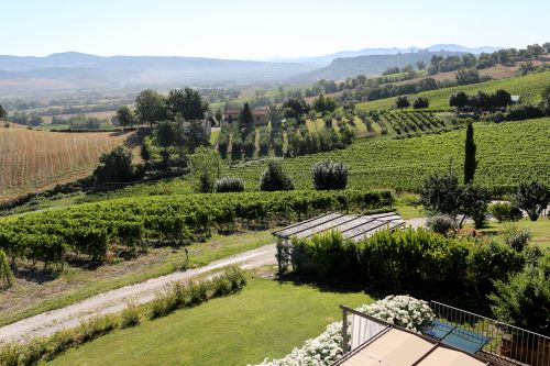 Un panorama tranquillo con vigneti che si estendono su colline verdi in una giornata di sole.