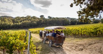 Titolo: Trotting through the vineyard