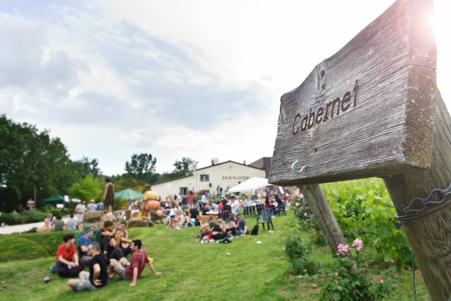 Titolo: ORGANIC PICNIC IN THE VINEYARD