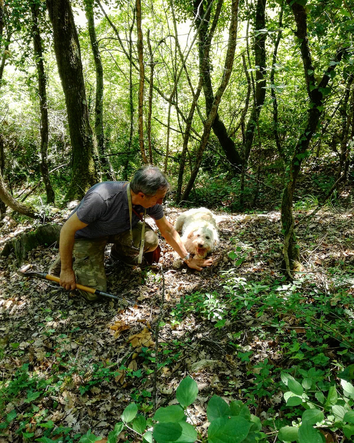 Titolo: Chasse aux truffes avec dégustation de vins