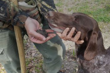 Titolo: Caccia al tartufo con pranzo