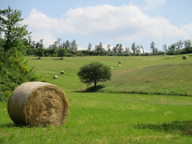 Un tranquillo paesaggio rurale con fieni e alberi verdi sottolinea la bellezza della natura.