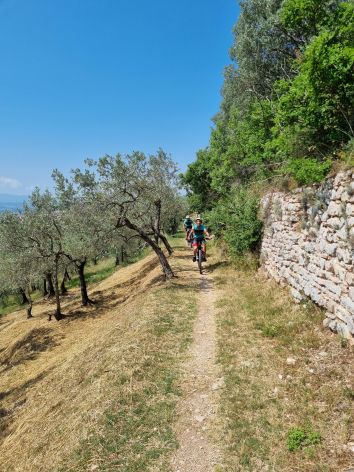 Esplora l’Umbria in bicicletta con Ciclovery: immerso nel paesaggio naturale tra ulivi e colline.