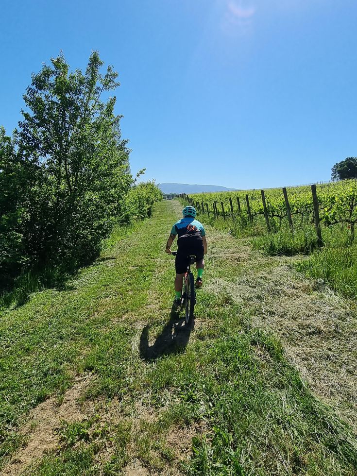 Un ciclista percorre un percorso verde tra vigneti e alberi, immerso nella natura umbra.