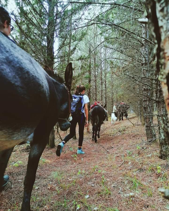 Titolo: Walking with Donkeys 