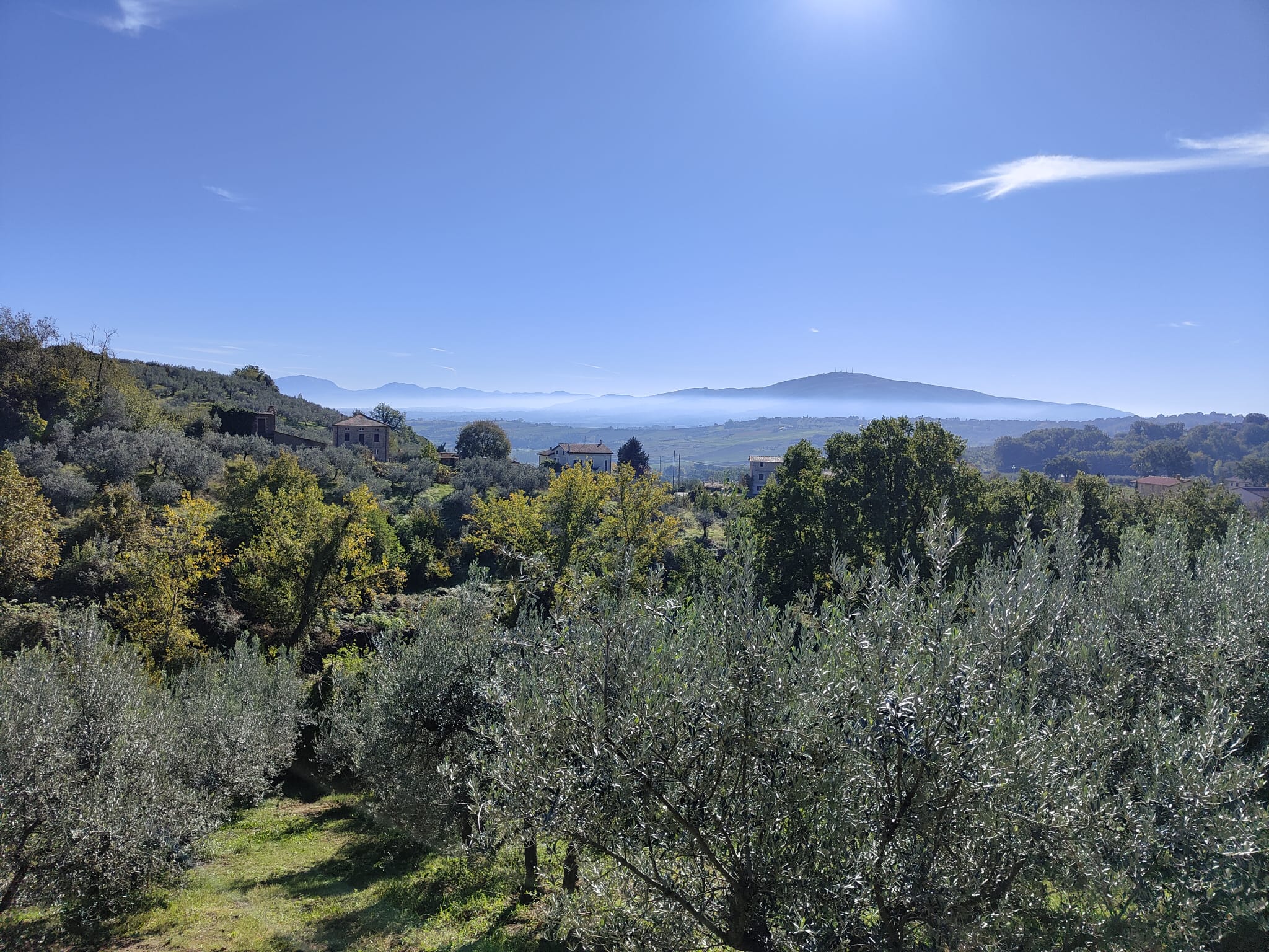 Titolo: A l'ombre des oliviers