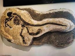 Un fossile di dinosauro ben conservato, che mostra particolari interessanti e dettagli visibili.