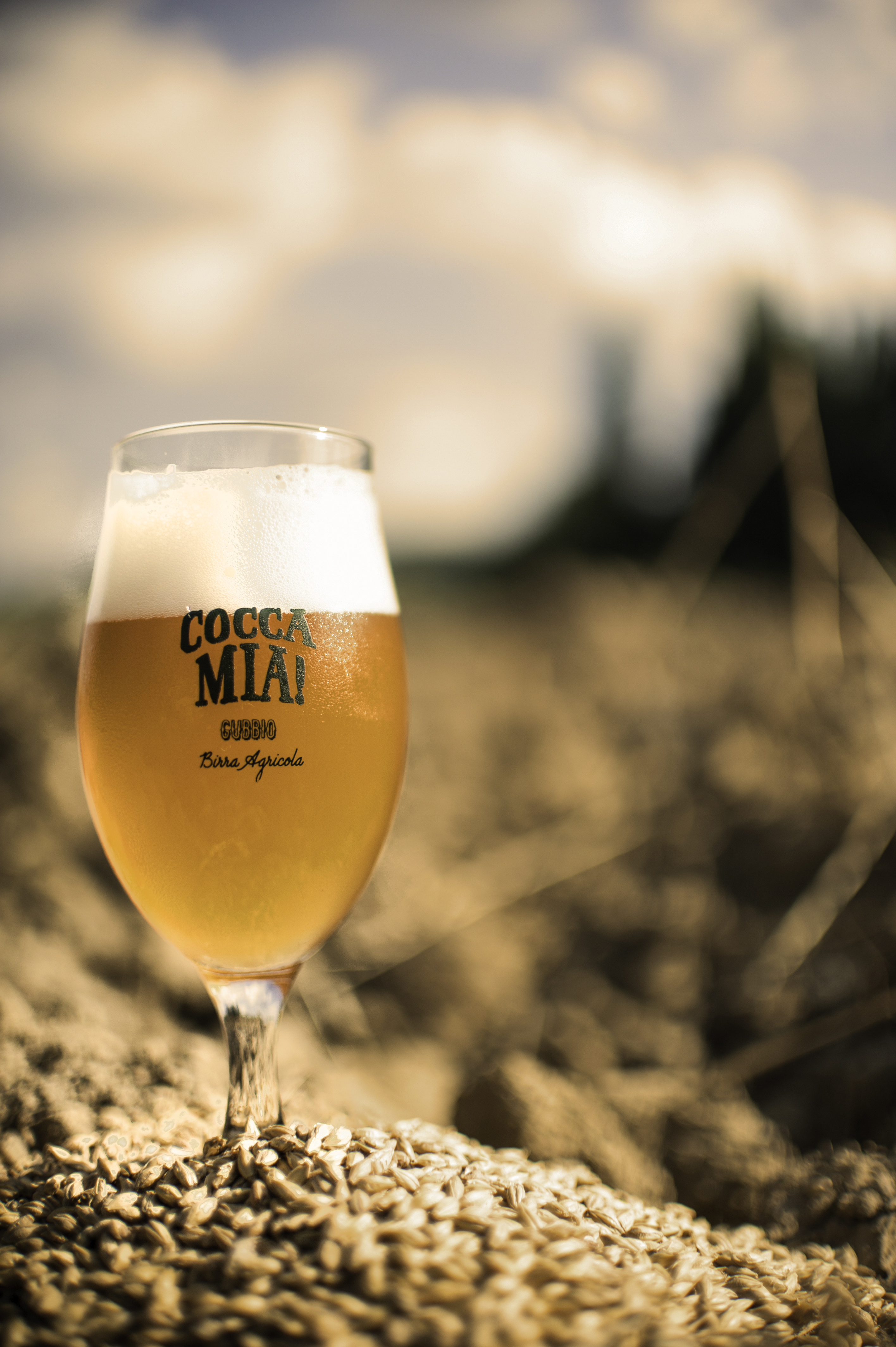 Titolo: Guided brewery tour, touch the malt that will become beer