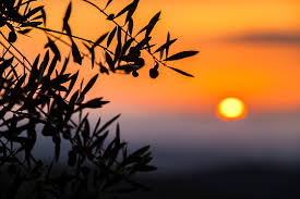 Titolo: VISITE GUIDÉE DU MOULIN À HUILE 
