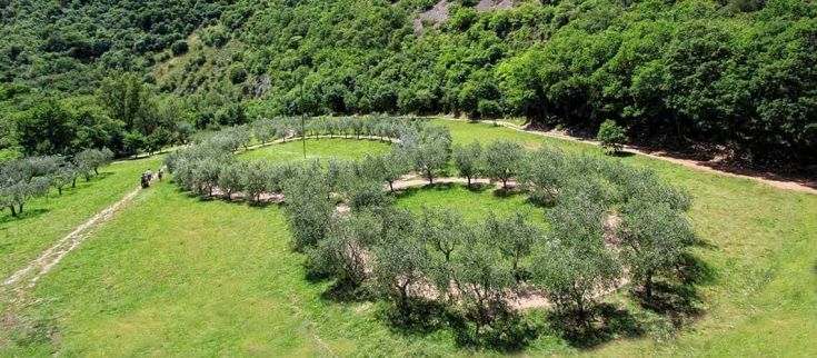 Un'area verde con ulivi disposti in un percorso circolare, circondati dalla natura.