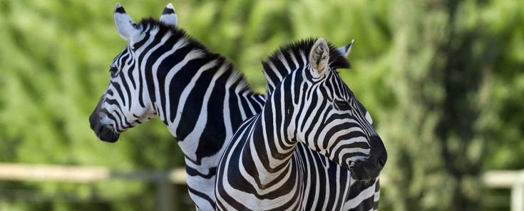 Vacanza natura per famiglie 5 giorni: Visita al Leo Wild Park di Todi. Tutto natura per famiglie - Umbria my love - Due zebre si trovano affiancate in una prateria, mostrando il loro manto a strisce in un contesto naturale.
