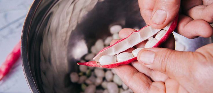 Dettaglio di una mano che apre un baccello di fagiolo rosso, mostrando semi bianchi all'interno. Ottimo per la cucina.