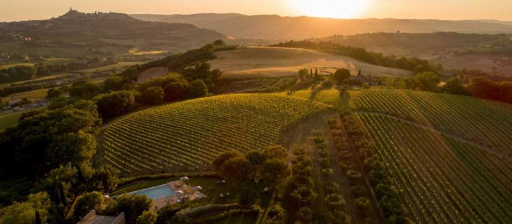 Un paesaggio di vigneti al tramonto, caratterizzato da colline verdi e un cielo dai toni dorati.