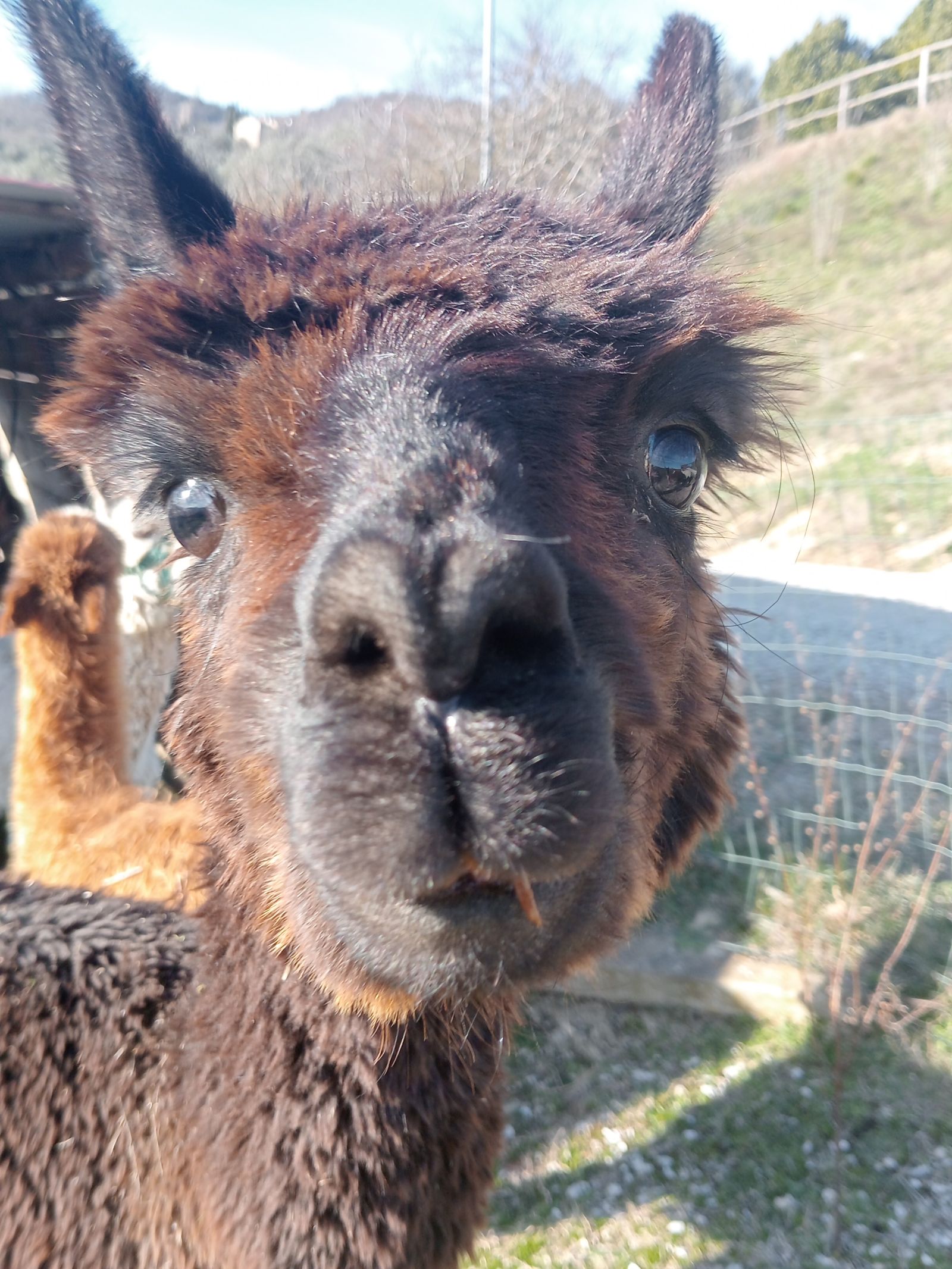Aperitif among the alpacas