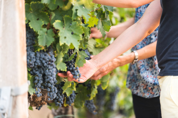 Titolo: Reichhaltiger Aperitif mit 5 Weinen und Spaziergang durch die Weinberge
