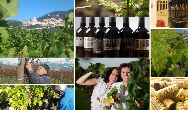 Titolo: Rich 5 wine aperitif and vineyard walk
